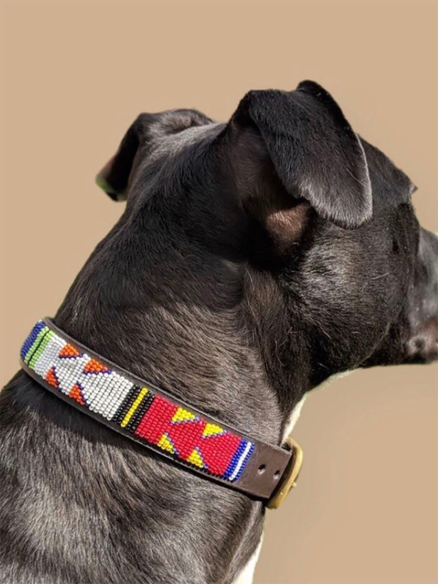 Bead Dog collar on a pet dog